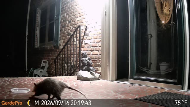 Trail camera clip from Sep 16, 2026