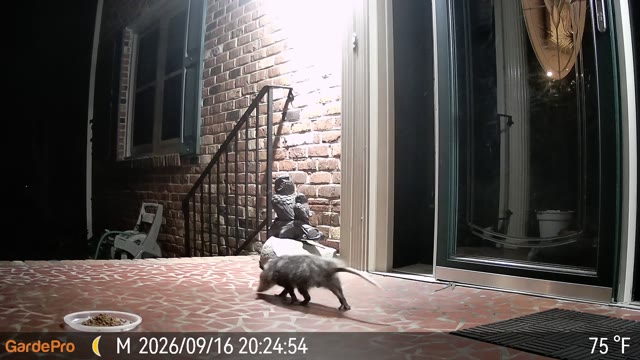 Trail camera clip from Sep 16, 2026