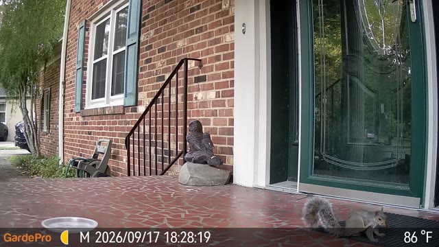 Trail camera clip from Sep 17, 2026