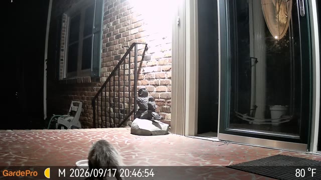 Trail camera clip from Sep 17, 2026