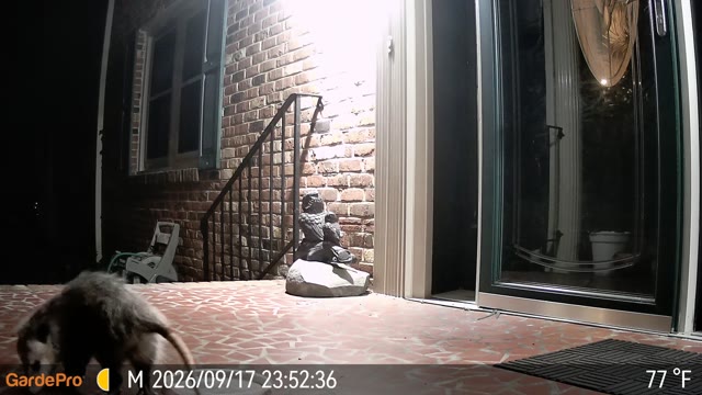 Trail camera clip from Sep 17, 2026