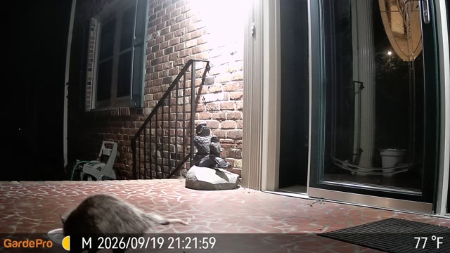 Trail camera clip from Sep 19, 2026