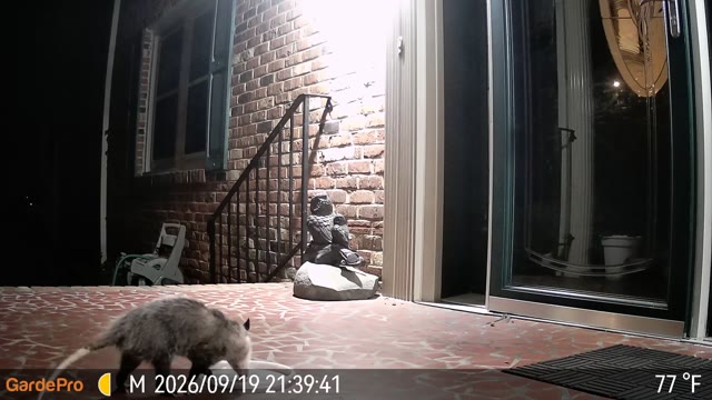 Trail camera clip from Sep 19, 2026