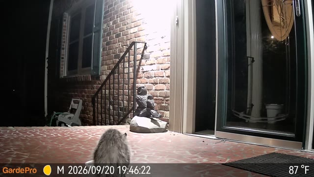 Trail camera clip from Sep 20, 2026
