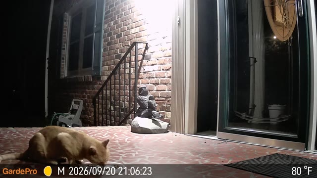 Trail camera clip from Sep 20, 2026