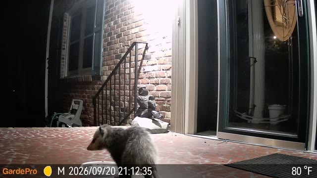 Trail camera clip from Sep 20, 2026
