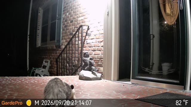Trail camera clip from Sep 20, 2026